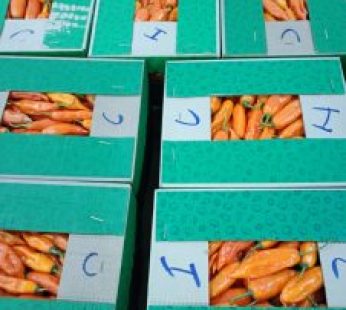 Aji Amarillo Fresco [caja]