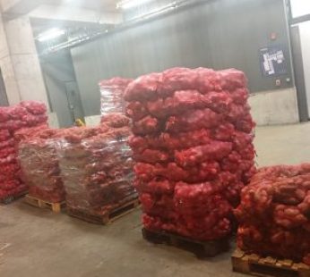 Camote Fresco [malla]