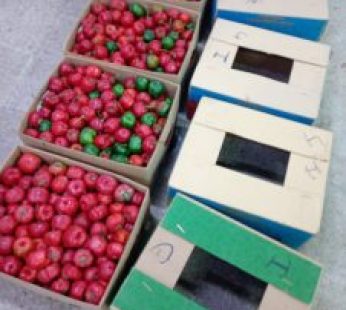 Rocoto Fresco [caja]